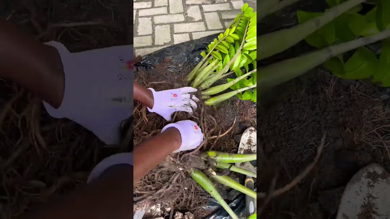 ZZ plant root reveal, division, and repotting. 
