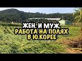 ЭТО ЖЕСТЬ! РАБОТА НА ПОЛЯХ В Ю. КОРЕЕ В 2021г // МОЯ ЗАРПЛАТА НА ПОЛЯХ?