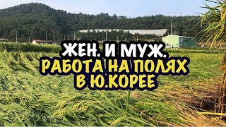 видео: ЭТО ЖЕСТЬ! РАБОТА НА ПОЛЯХ В Ю. КОРЕЕ В 2024г // МОЯ ЗАРПЛАТА НА ПОЛЯХ? картинка: ЭТО ЖЕСТЬ! РАБОТА НА ПОЛЯХ В Ю. КОРЕЕ В 2024г // МОЯ ЗАРПЛАТА НА ПОЛЯХ?