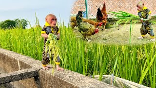 Smart Bibi Harvests Rice For The Chickens!