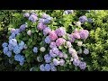 Beautiful  Hydrangea 🌸🌸 Ajisai 紫陽花 🌸🌸blooming in Japan 2019