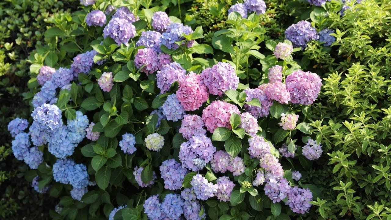 Beautiful Hydrangea Ajisai 紫陽花 Blooming In Japan 19 Youtube