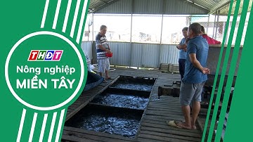 Toàn cảnh Nông nghiệp - 6/3/2024 | Nông nghiệp Miền Tây