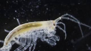 Sea Talk - Zooplankton
