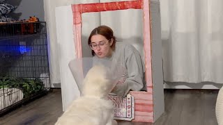 i built a kissing booth for my dogs