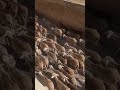 عيد الاضحى العيد الكبير الحولي الصردي عيد الاضحى العيد الكبير الحولي الصردي