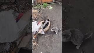 #кот #коты #кошки #котята #коська #животные #мелкие #малыши #корм #я #спасаемжизни #приют #помощь