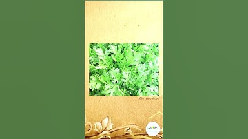 Công dụng của rau cải cúc trong trị bệnh và đời sống