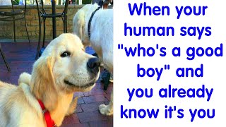 The Best Dog Tweets Of All Time  funny dog