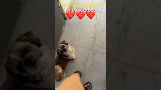 Tum mare duneya ho❤️❤️❤️ #funny #goldenretreivers #funnyanimal #besties #funnycute #love #bestie