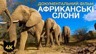 Африканські слони - Цікаві факти про величних тварин Африки - Документальний фільм про природу в 4К