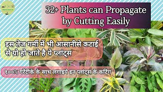 32+ Houseplants Which can Propagate by Cutting |३२+ प्लांट्स को कटिंग से उगाये आसानीसे