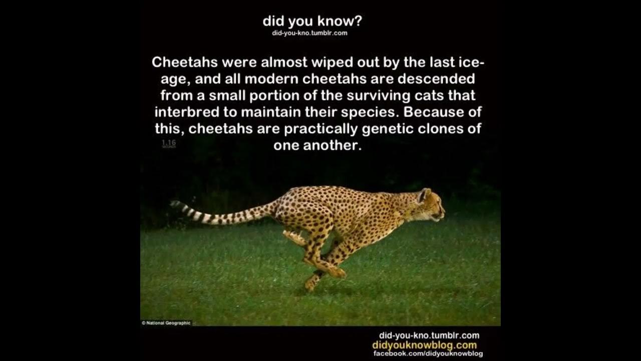 Facts about animals