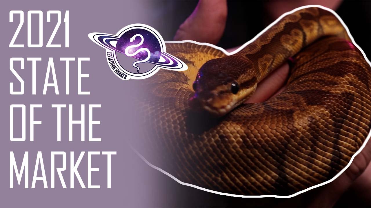 Should You Start Breeding Ball Pythons Fall 2021 Edition Youtube