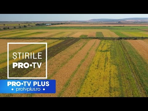 Video: Este ușor să cultivi soia?