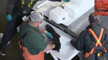 Process of Harvesting Salmon Eggs | Artificial Insemination of Fish Eggs | Viral Cuts 2.0