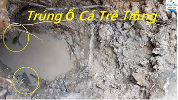 458 | Thụt hang bắt cá trúng ổ cá trê trắng | Fishing