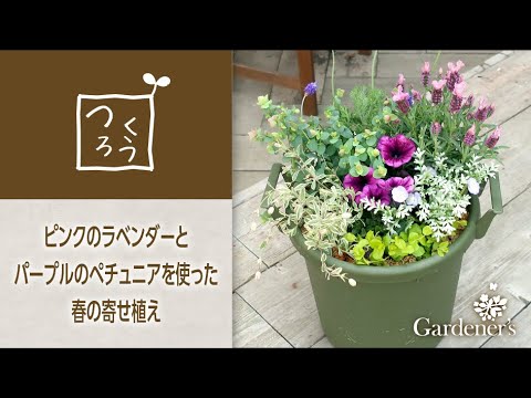 春の寄せ植え3分レシピ ピンクのラベンダーとパープルのペチュニアを使った寄せ植え Youtube