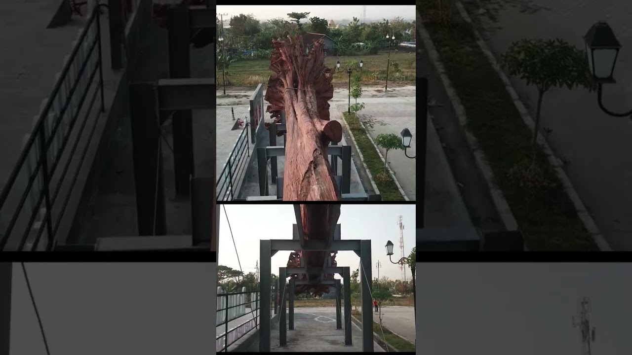 Pohon Jati Raksasa, terbaring di Cepu 