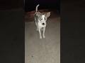 #dogshorts #dog 12 May 2026