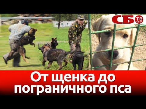 Как воспитывают пограничных собак | специальный репортаж