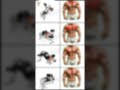 🔥Best chest targeting with dumbbells4 exercises to target all chest muscles💯