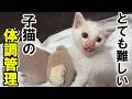 子猫の体調管理は本当に難しい