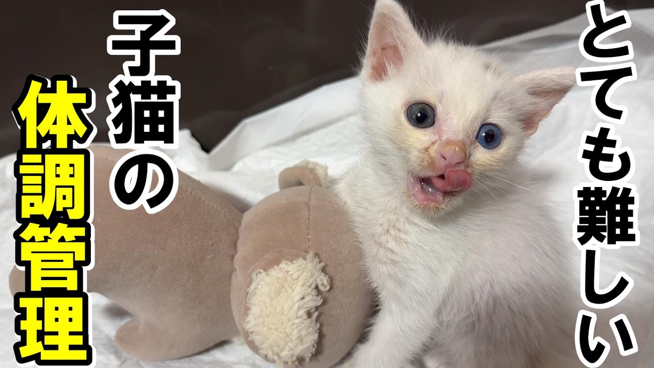子猫の体調管理は本当に難しい