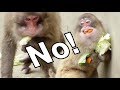 Meal time of Monkeys 03 - Greedy