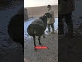 گوسفند Sheep Sheepfarming Meat Animals بلخ Afghanistan Mazar E Sharif مزار شریف 