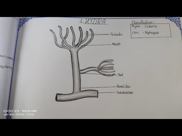 HYDRA DIAGRAM FOR CLASS 11 BIOLOGY - YouTube