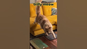 Cat trilling: not just one type either! #catlover #cutecat