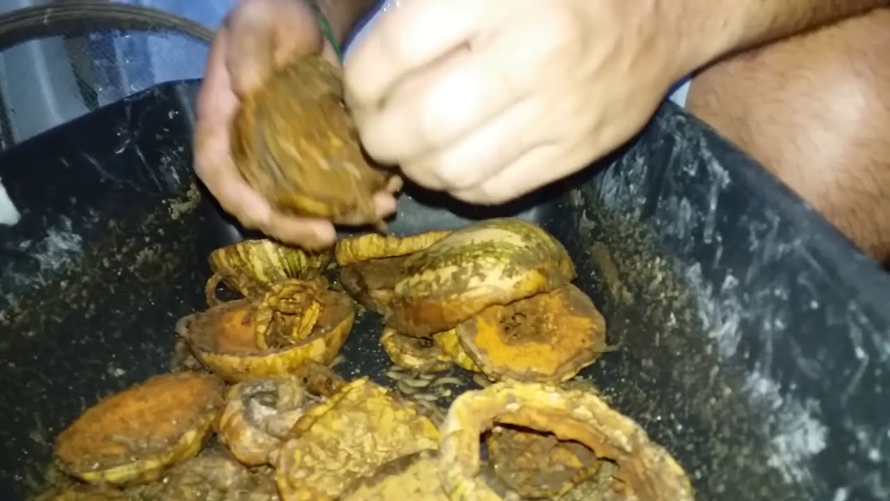 BICHINHOS DE LARANJA SEPARAÇÂO PARA PESCA... PESCARIA