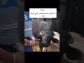 لما توصل متصعبهاش علي غيركالكويت_مصر_السعودية_سوريا_الامارت كوميديا مضحك_مقاطع_مضحكة شعبي ميكس mp3