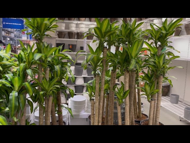 Tropisk Tropical Plant @ Ikea... Shopping for indoor plant 4-18-2021