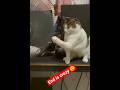#Funniest Cats video#shorts viral#shortvideo#funny#funnycat#