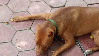 Pitbull Maxi Is Going Live Pitbull Terrier