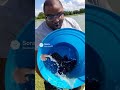 catching animals - Walking Catfish