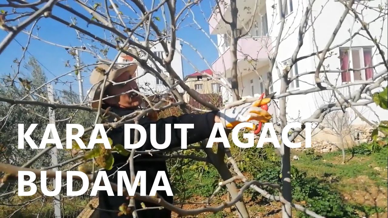Kara Dut Ağacı Budama
