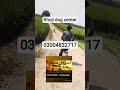 army dog centre okara #khoji dog center okara #03004832717