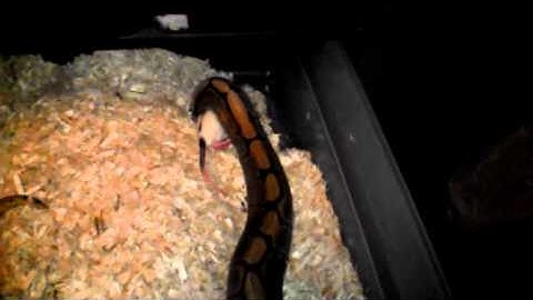 Spider ball python slow motion feeding