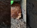 Our Newly Hatched Chicks | Chickens for Kids #shorts