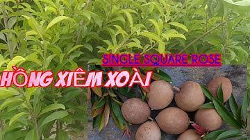 Hồng Xiêm Xoài (sapoche) Cây Giống F1 Nhiều Kích Cỡ /sapodilla mango seedlings/TRAN TRONG PHAM