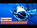 Черногория. Опасные морские обитатели.