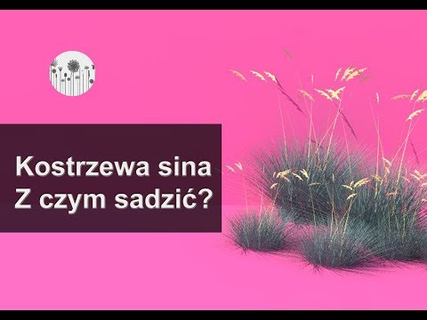 Wideo: Kostrzewa Festuca - Niezawodna Trawa Trawnikowa - Najczęściej