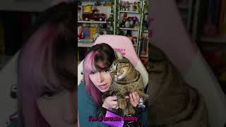 GREEN CAT ALERT #shorts #twitch #twitchstreamer