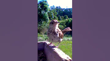 Carolina Wren Call/Song#shorts #bird #nature #wildlife #birdwatching #birdlovers #birdsounds