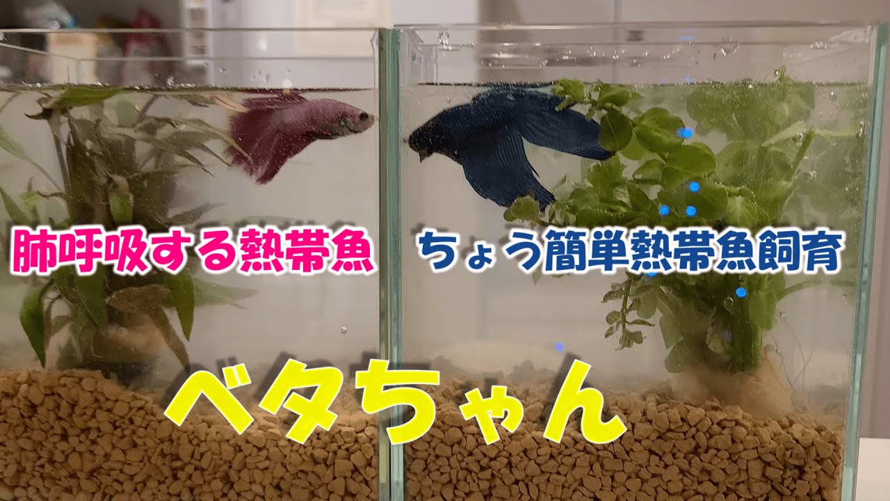 熱帯魚 ベタ 飼育 超簡単 熱帯魚ベタを買ってみた Youtube 熱帯魚 ベタ 飼育 超簡単 熱帯魚ベタを買ってみた Youtube