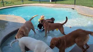 pool playtime at doggy daycare by Maria Moberg 40,157 views 10 months ago 1 minute, 58 seconds