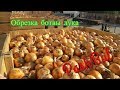 Лук. Закладка на хранение. Правильная обрезка ботвы. Laying onions for storage. Correct topping.